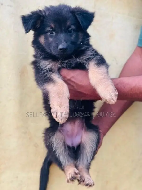 German Shepherd Long Coat Puppies