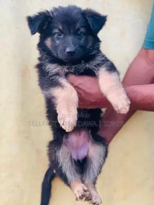 German Shepherd Long Coat Puppies