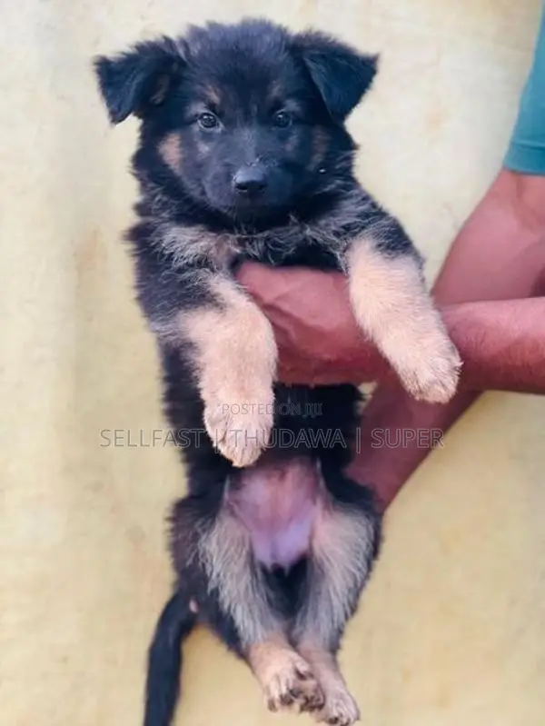 German Shepherd Long Coat Puppies
