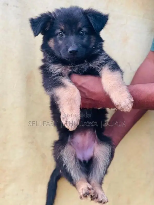 German Shepherd Long Coat Puppies