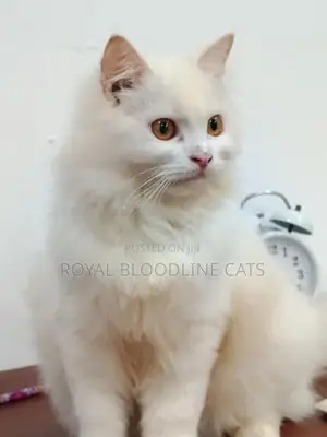 Persian Cat Male
