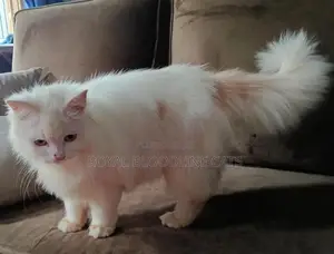 Persian Cat Male