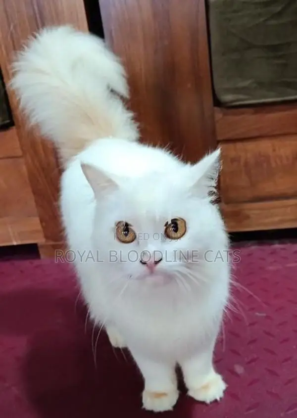 Persian Cat Male