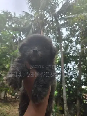 Terrier Puppies