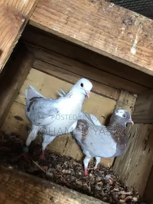 Timing Pigeons