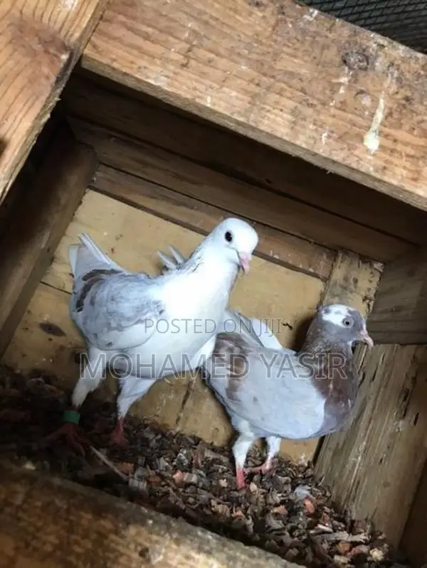 Timing Pigeons
