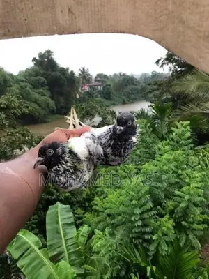 Timing Pigeons