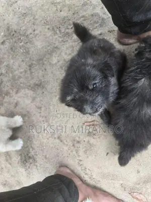 Terrier Puppies