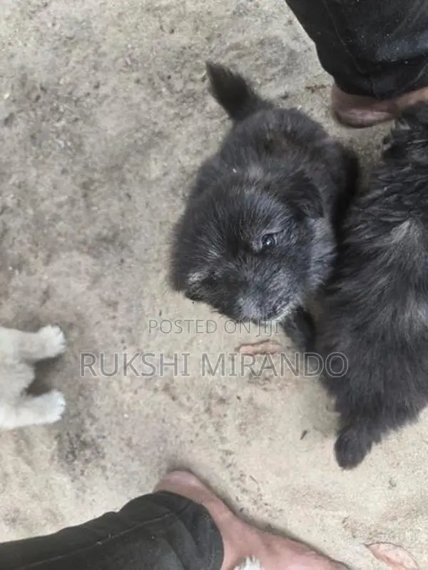 Terrier Puppies