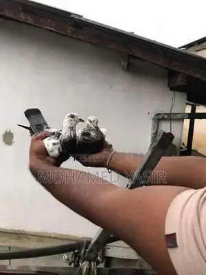 Timing Pigeons