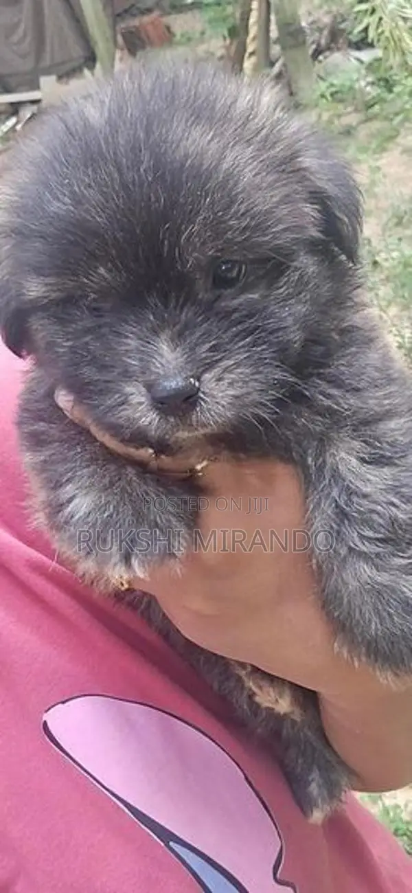 Terrier Puppies