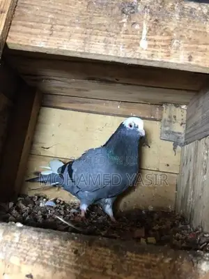 Timing Pigeons