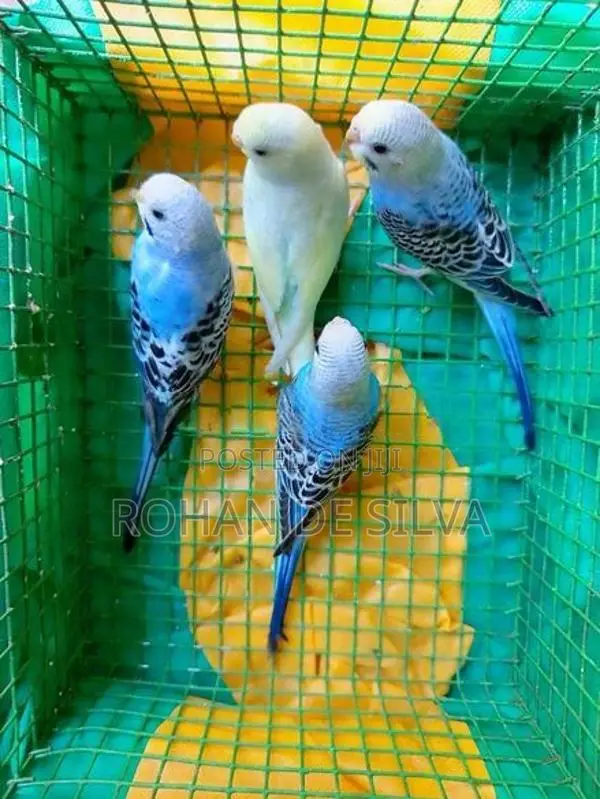 Budgies