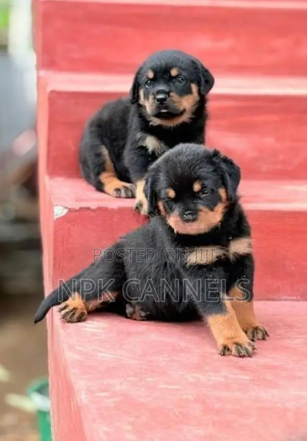Rottweiler Puppies