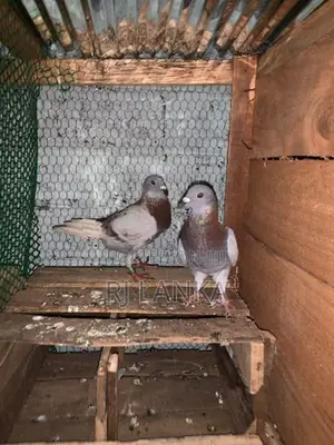 Racing Pigeons