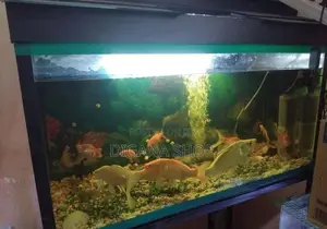 Fish Tank