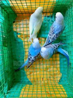 Budgies