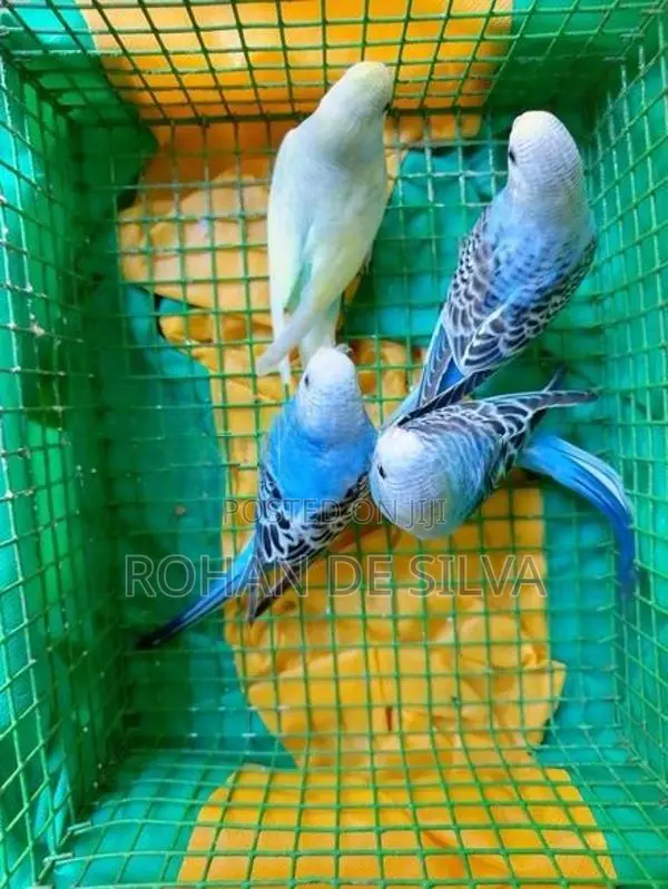 Budgies