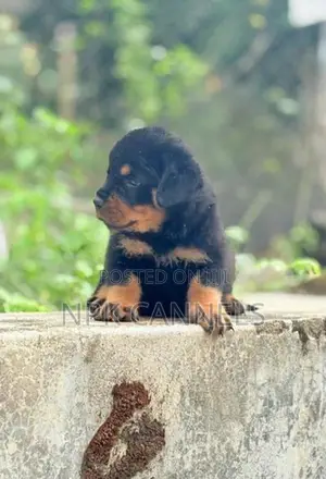 Rottweiler Puppies