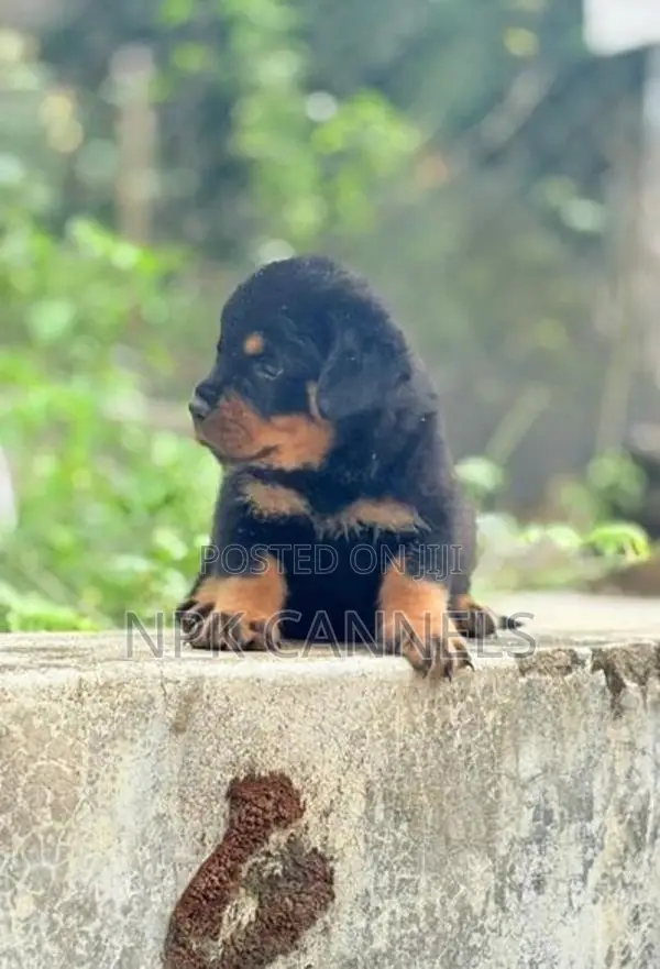 Rottweiler Puppies