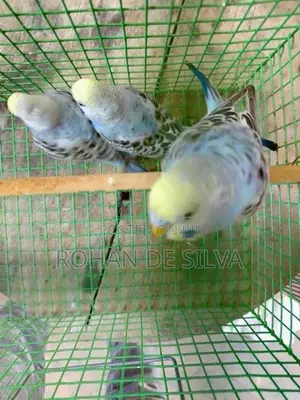Budgies