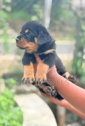 Rottweiler Puppies