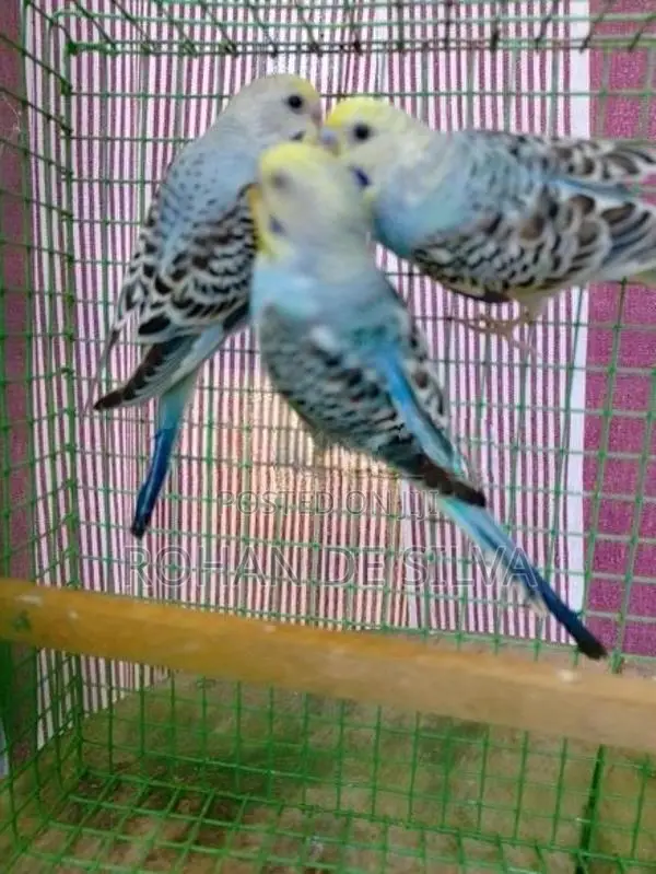 Budgies