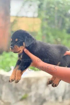 Rottweiler Puppies
