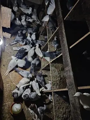 Pigeons