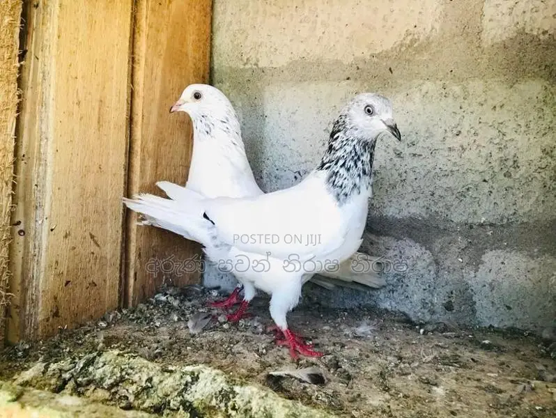 Pigeons