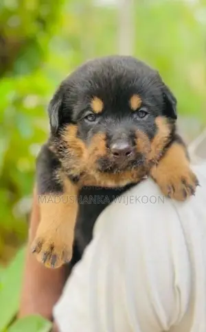 Rottweiler Puppies