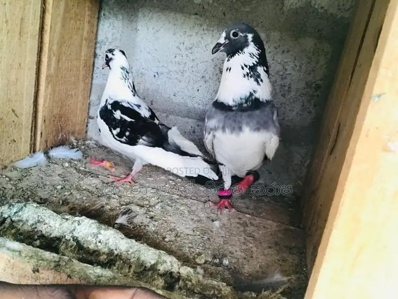Pigeons