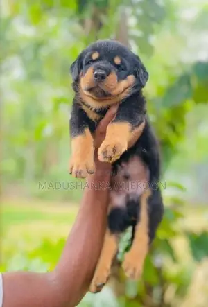Rottweiler Puppies