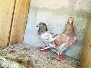Pigeons