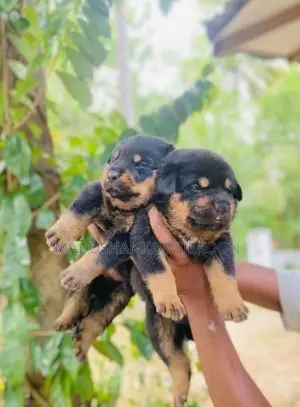 Rottweiler Puppies