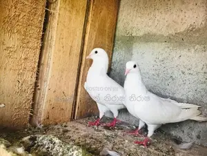 Pigeons