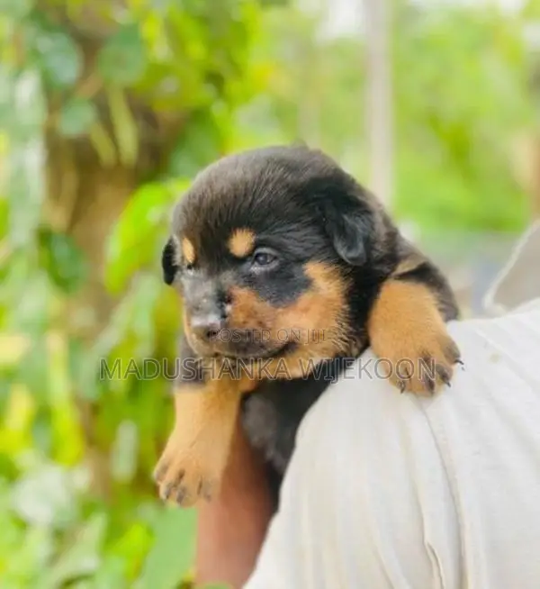 Rottweiler Puppies