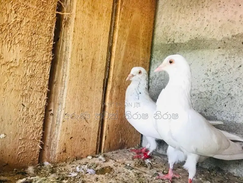 Pigeons