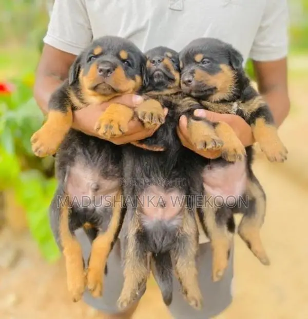 Rottweiler Puppies