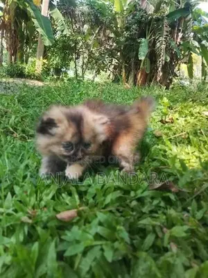 Persian Kitten