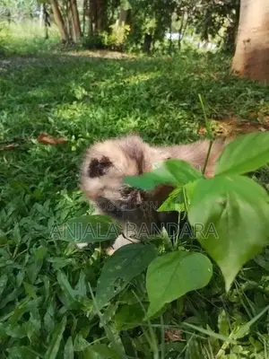 Persian Kitten