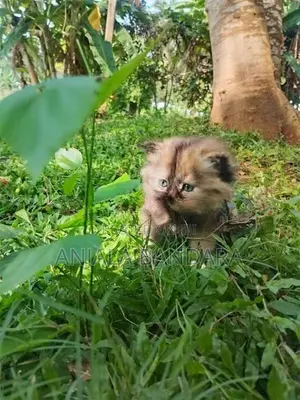 Persian Kitten
