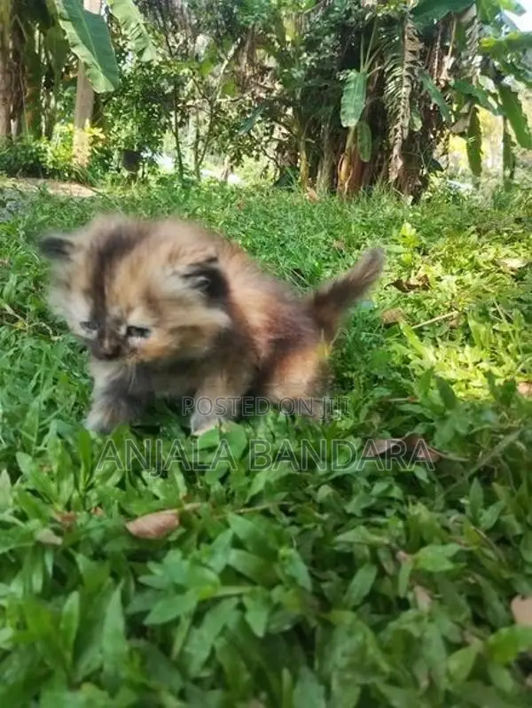 Persian Kitten