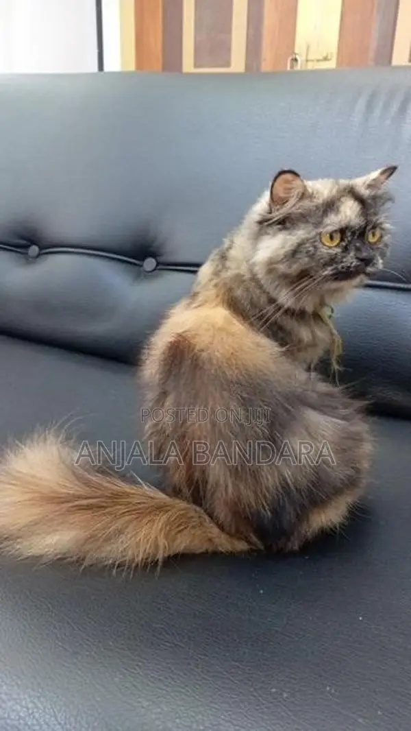 Persian Kitten