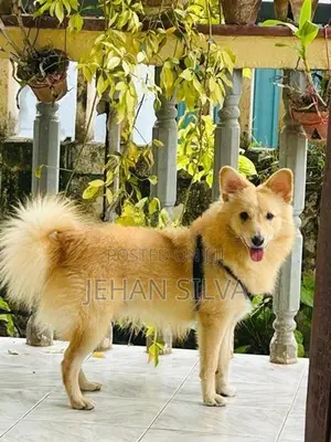 Lion Pomeranian Puppy