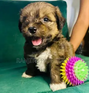 Shih Tzu Mix Terrier Puppies