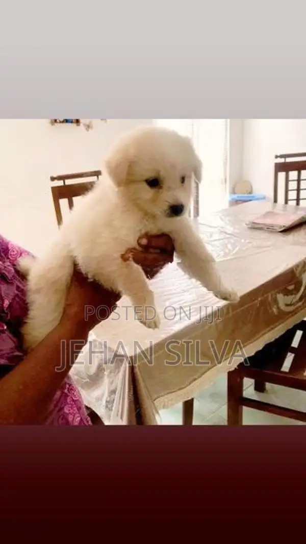 Lion Pomeranian Puppy