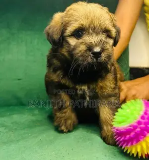 Shih Tzu Mix Terrier Puppies