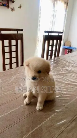 Lion Pomeranian Puppy