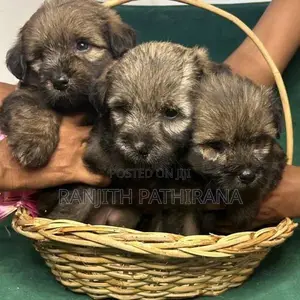 Shih Tzu Mix Terrier Puppies